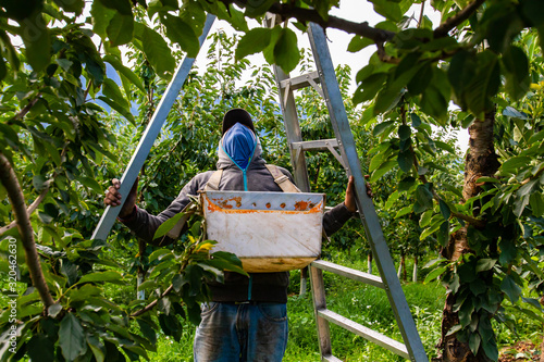 Wall Mural A migrant worker preparing fruit picking ladder and getting ready to pick sweet raw cherries