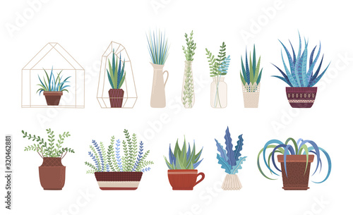 Houseplants, flowers in vases and pots flat vector illustrations set
