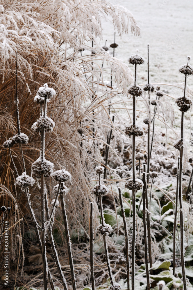 snowy flowerbed in a garden with weathered plants