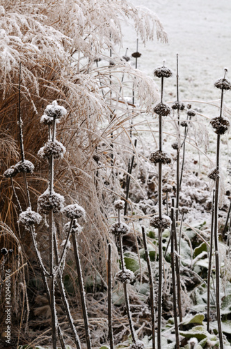 Obraz na płótnie snowy flowerbed in a garden with weathered plants w salonie