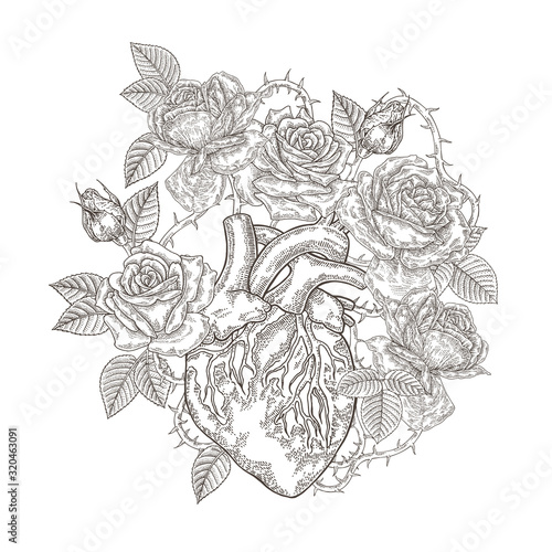 Human heart with rose flowers. Vector illustration hand drawn. Romantic card or t-shirt design. Vintage engraving.