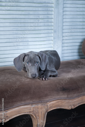 Very beautiful dog, blue Weimaraner breed, puppy, luxury chic dog