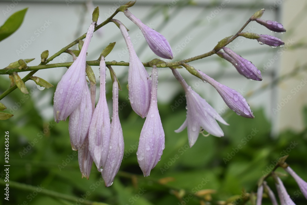 Obraz premium Hosta after the rain
