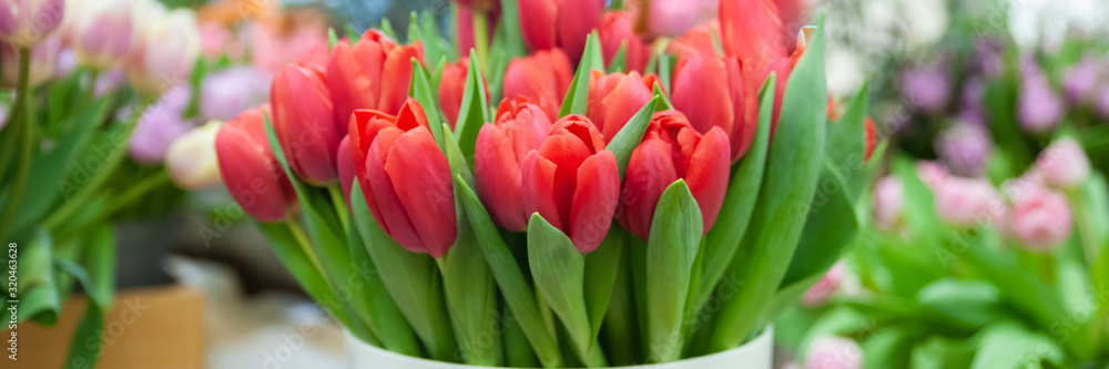 Banner Spring flowers  elegant red  tulips., Hello Spring and  Woman day concepts