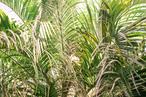 Branches of plants butia capitata in the bright sun is close