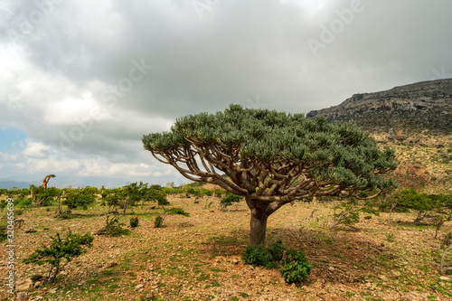 Euphorbia arbuscula in Homhil in Socotra, Yemen photo