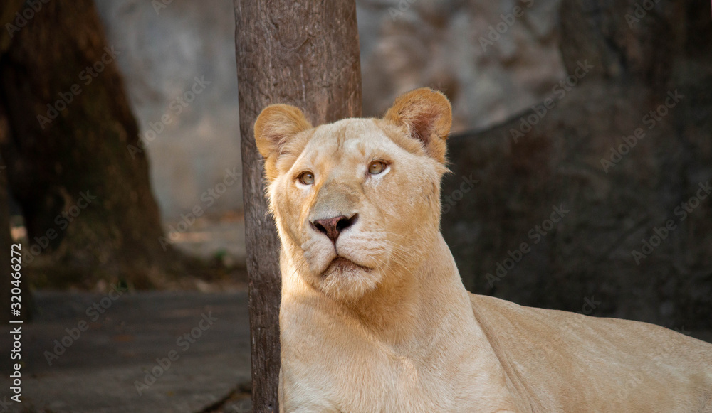 A beautiful female white lion lying on a wooden platform and looking strongly with her blue eyes in the forest. A beautiful female white lion lying on a wooden platform and looking strongly with her blue eyes in the forest.