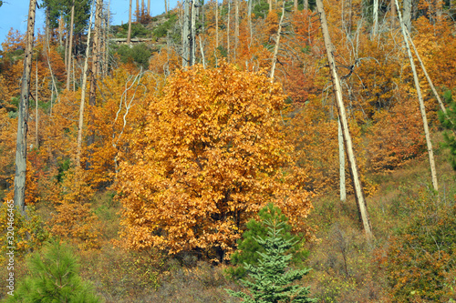 Fall Colors in Yosemite (CA 02738)