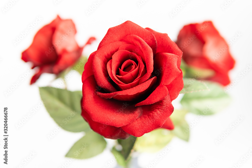 Fototapeta premium Close up of red roses on white background