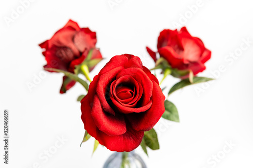 Close up of red roses on white background