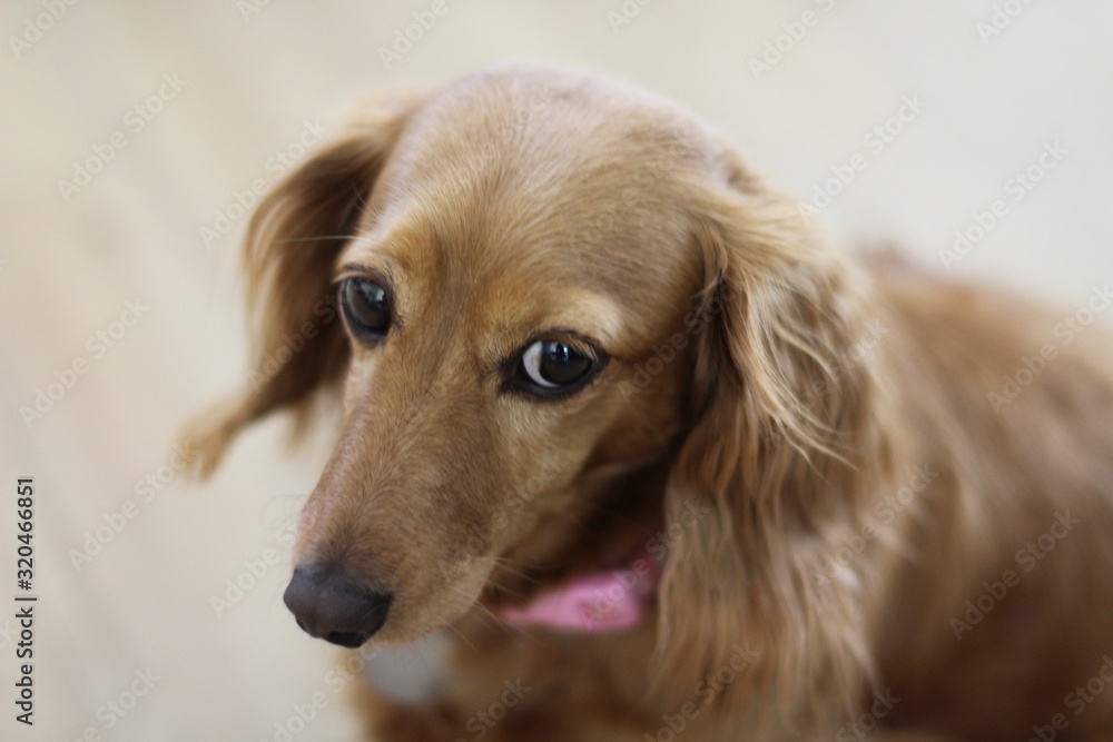 dog dog