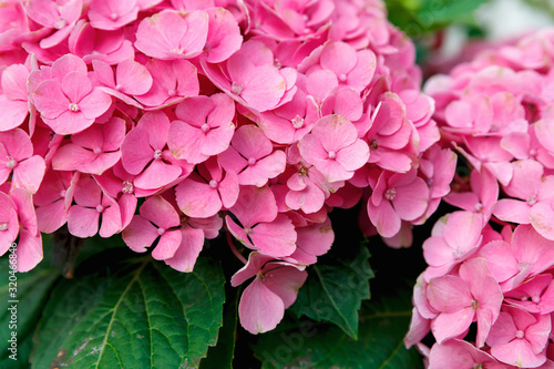 Beautiful hydrangea flower pink. Hydrangea botanical with leaves on the background.