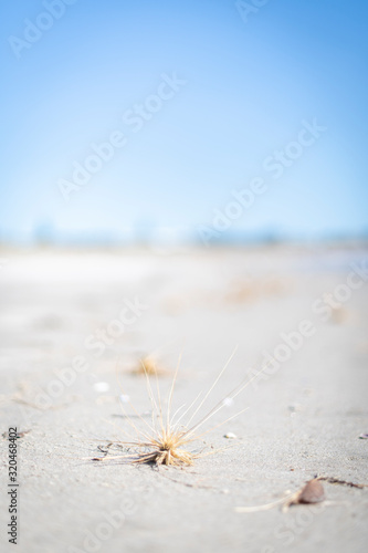 View of spinifex grasses washed up on white sands beach on a clear summer day