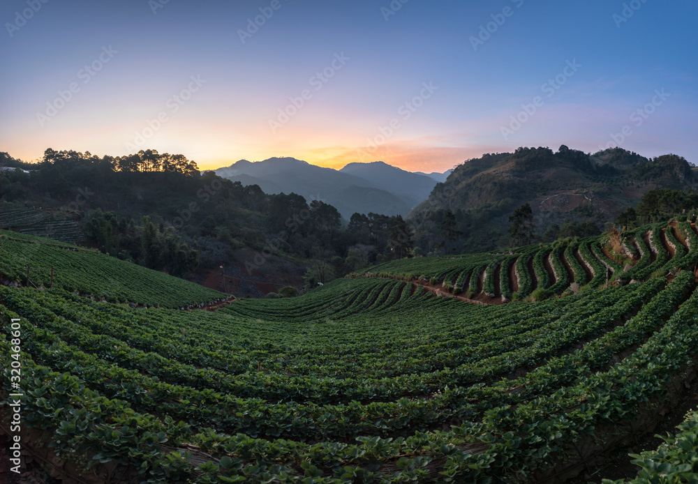 The scenery of the strawberry farm at dawn with a beautiful row of strawberries at Nolae village in Doi Ang Khang, Chiang Mai, Thailand.