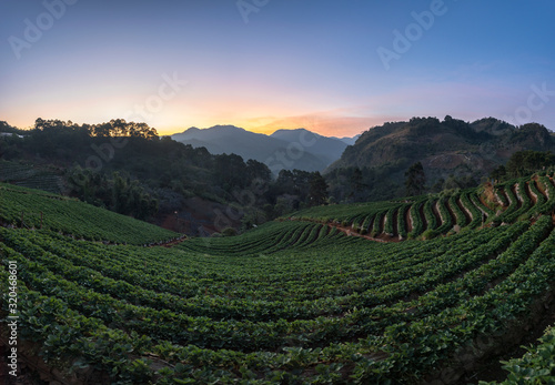 The scenery of the strawberry farm at dawn with a beautiful row of strawberries at Nolae village in Doi Ang Khang, Chiang Mai, Thailand. © Peerapat Lekkla