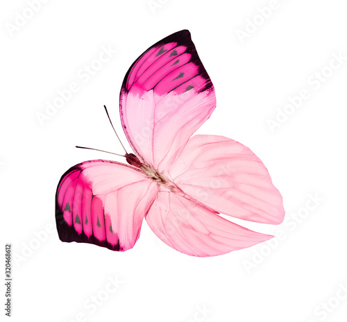 Color butterfly , isolated on white background