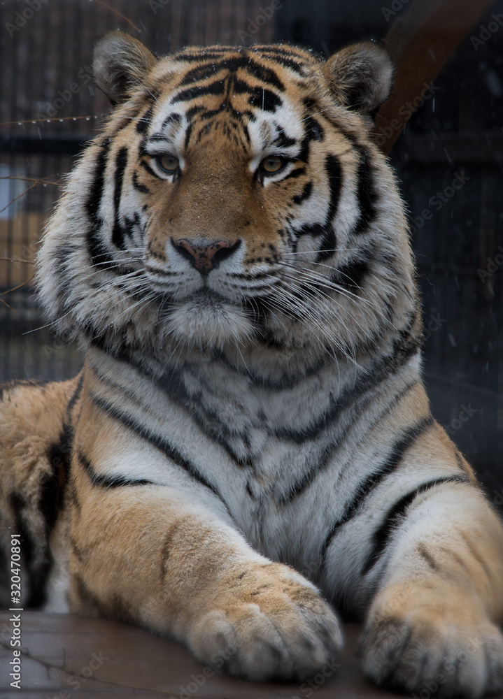 tiger in zoo