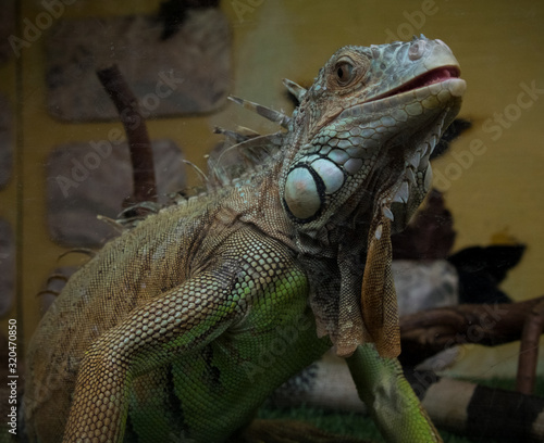 iguana on a branch