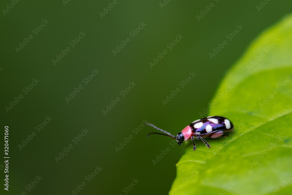 Bug on leaf Bug on leaf