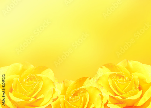 Fotografía Banner with three yellow roses