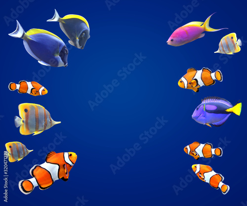 Underwater scene with tropical fish photo