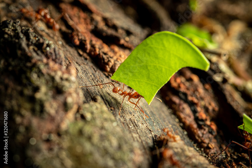 Ant carrying leaf