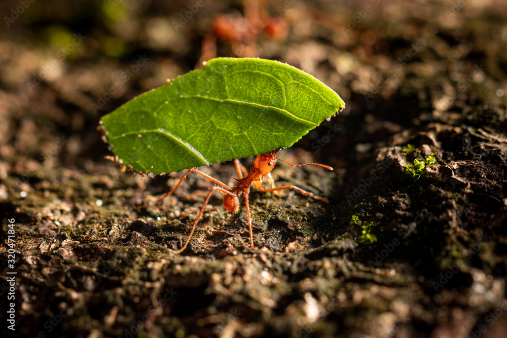 Ant carrying leaf Ant carrying leaf