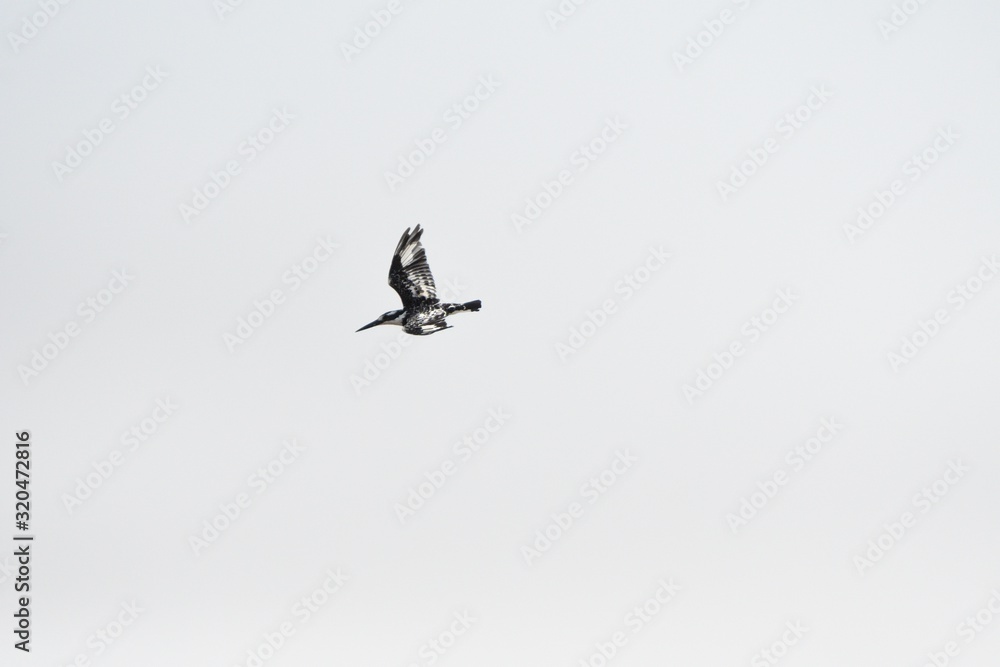 Fototapeta premium Pied kingfisher, Mabamba Bay, Uganda