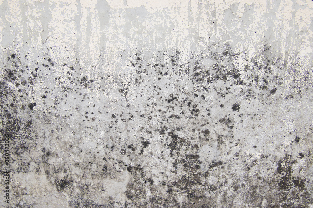 Abstract,Texture of old concrete wall,Grey Cement textured abstract background,old wall with lichen,Dirty white wall background close up moss texture on cement wall Abstract,Texture of old concrete wall,Grey Cement textured abstract background,old wall with lichen,Dirty white wall background close up moss texture on cement wall
