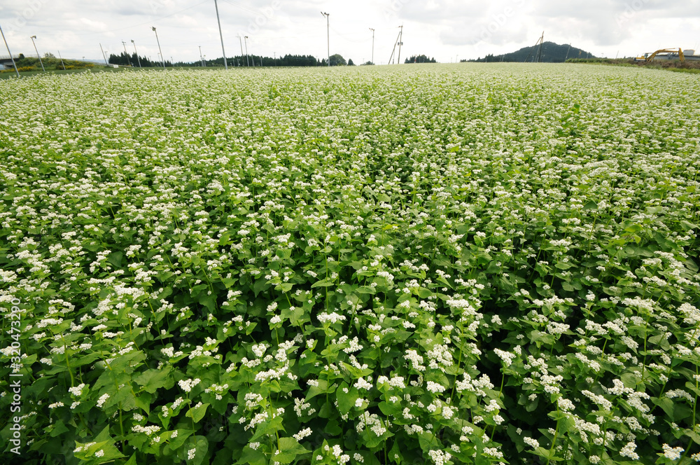 そばの花畑 そばの花畑