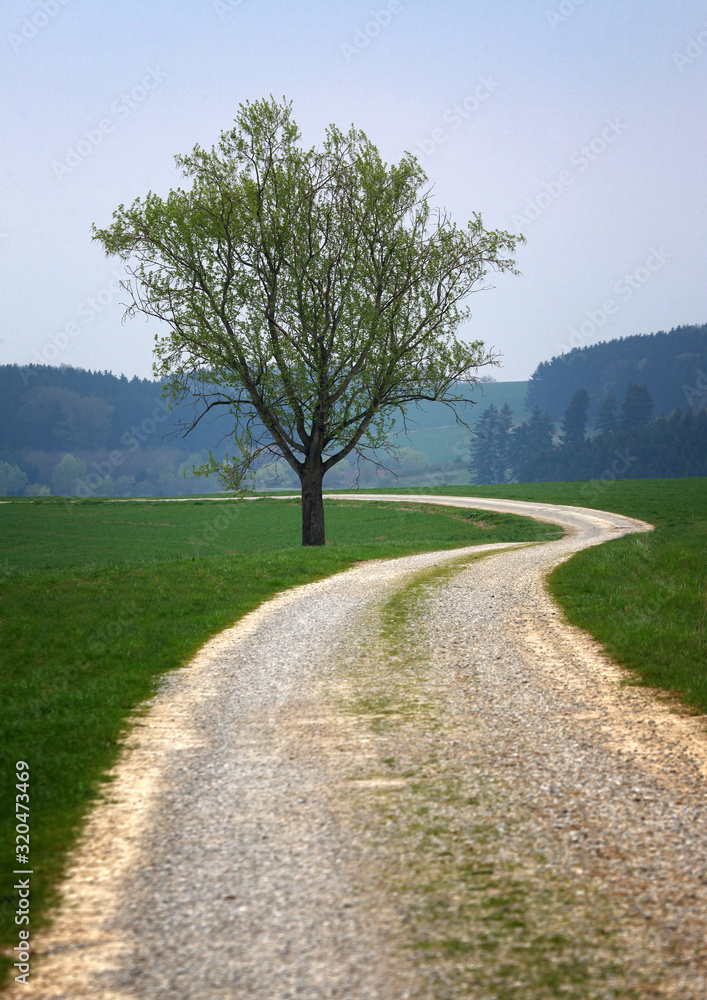 Steiniger Feldweg der sich um einen Baum schlängelt umgeben von grünen Wiesen und Weiden in Bayern Steiniger Feldweg der sich um einen Baum schlängelt umgeben von grünen Wiesen und Weiden in Bayern