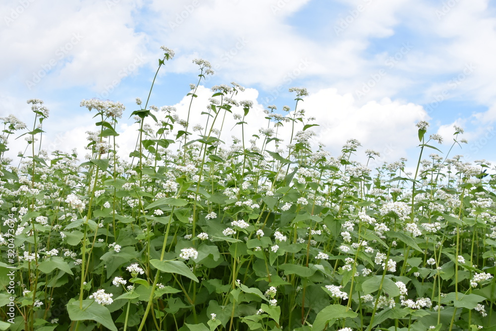 Obraz premium そばの花畑