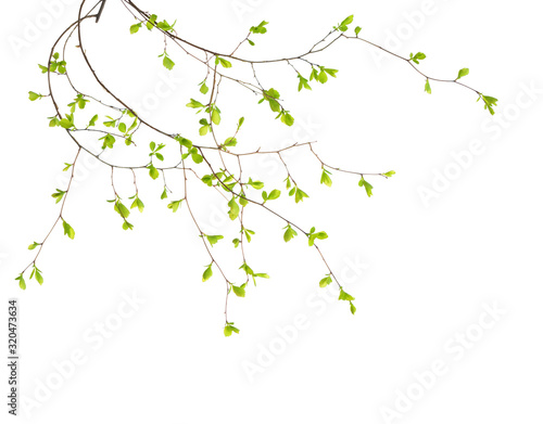 Branches with young green spring leaves isolated on white background. Spiraea vanhouttei.