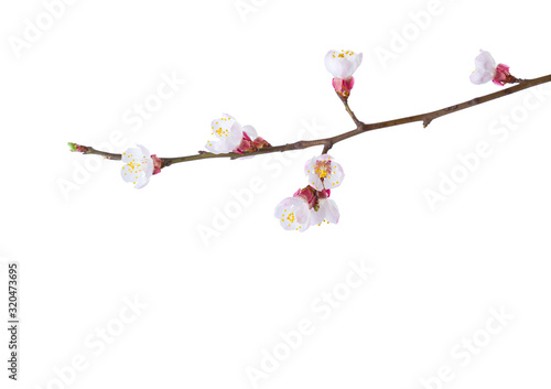 Small branch of Apricot in blossom isolated on white background.