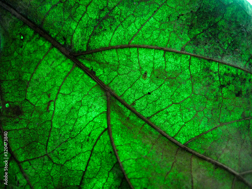 macro selective focus texture of dry leaf with different colour of light