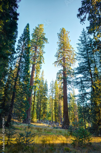 View of Giant Forest in the rays of the setting sun, Sequoia National Park, Tulare County, California, United States.