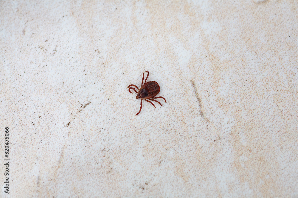 A dangerous parasite and infection carrier mite A dangerous parasite and infection carrier mite