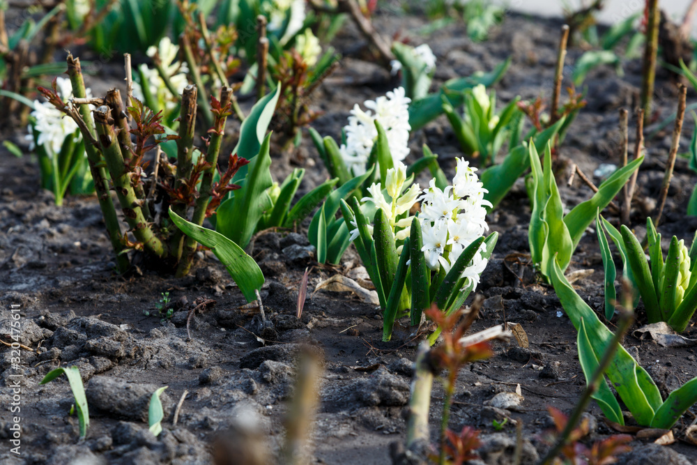 White Hyacinth or Hyacinthus, flowers in full bloom in spring garden close up. Flowering hyacinths. Spring, nature background