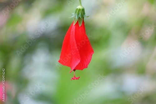 natural red chili hibiscus flower hanging under plant