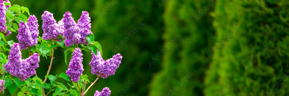 Purple lilac flowers with green thujas in garden Purple lilac flowers with green thujas in garden