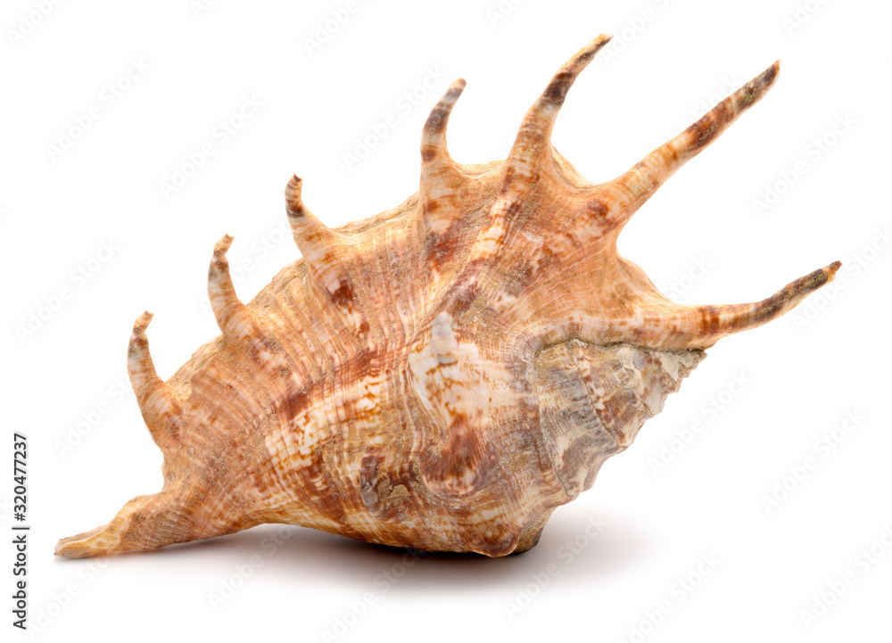 Big clam shell on an isolated background Big clam shell on an isolated background
