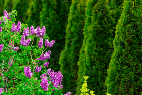Fototapeta Naklejka Na Ścianę i Meble -  Purple lilac flowers with green thujas in garden