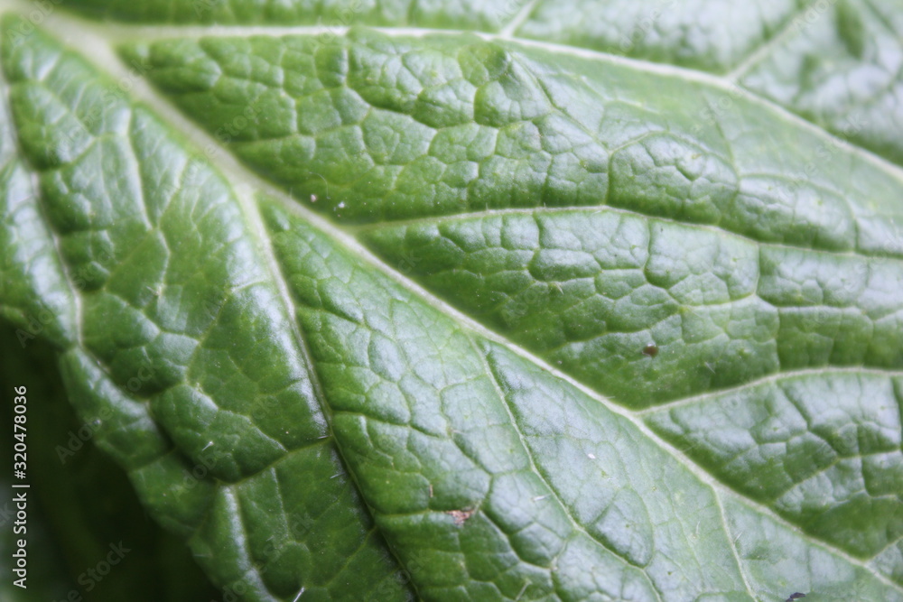 close up of green leaf close up of green leaf