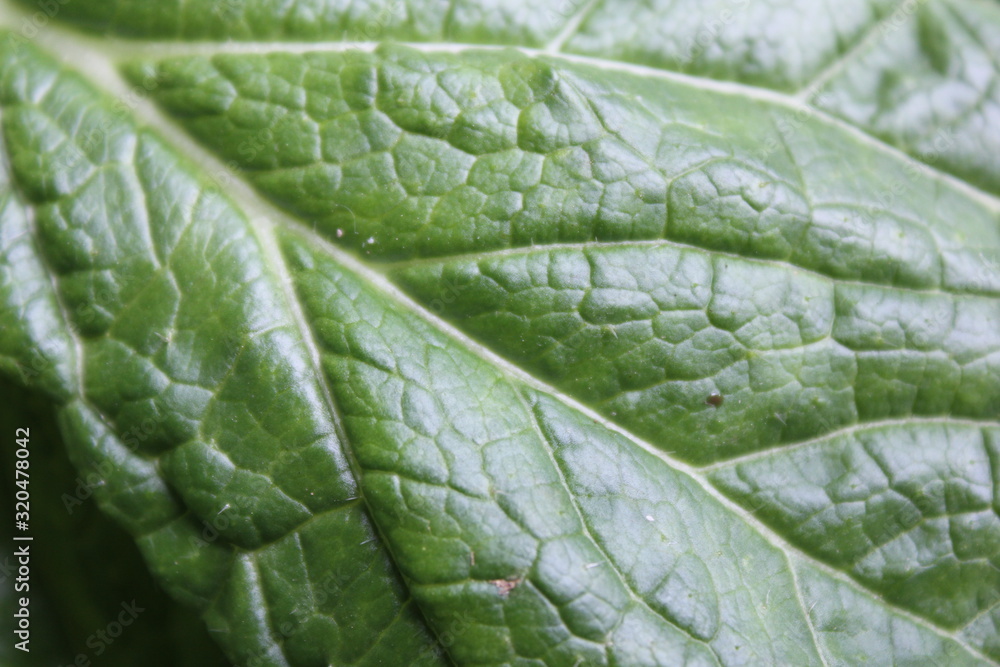 Real cabbage, young cabbage, young cabbage leaf, green leaf, Real cabbage, young cabbage, young cabbage leaf, green leaf,