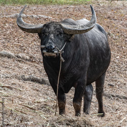 Big black bull in the pasture
