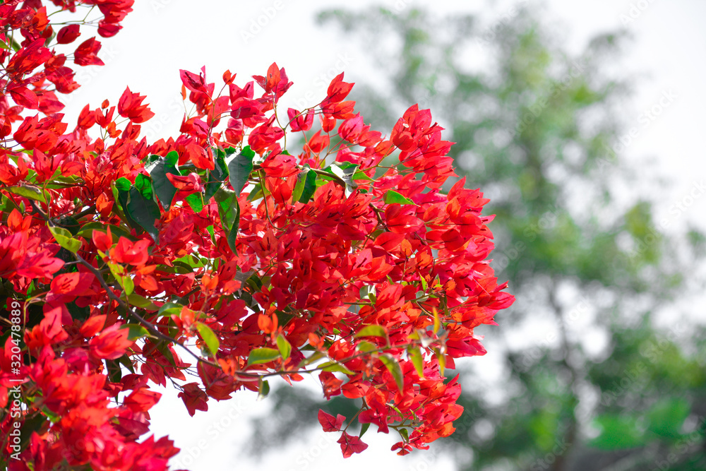Beautiful and colorful bougainvillea flowers