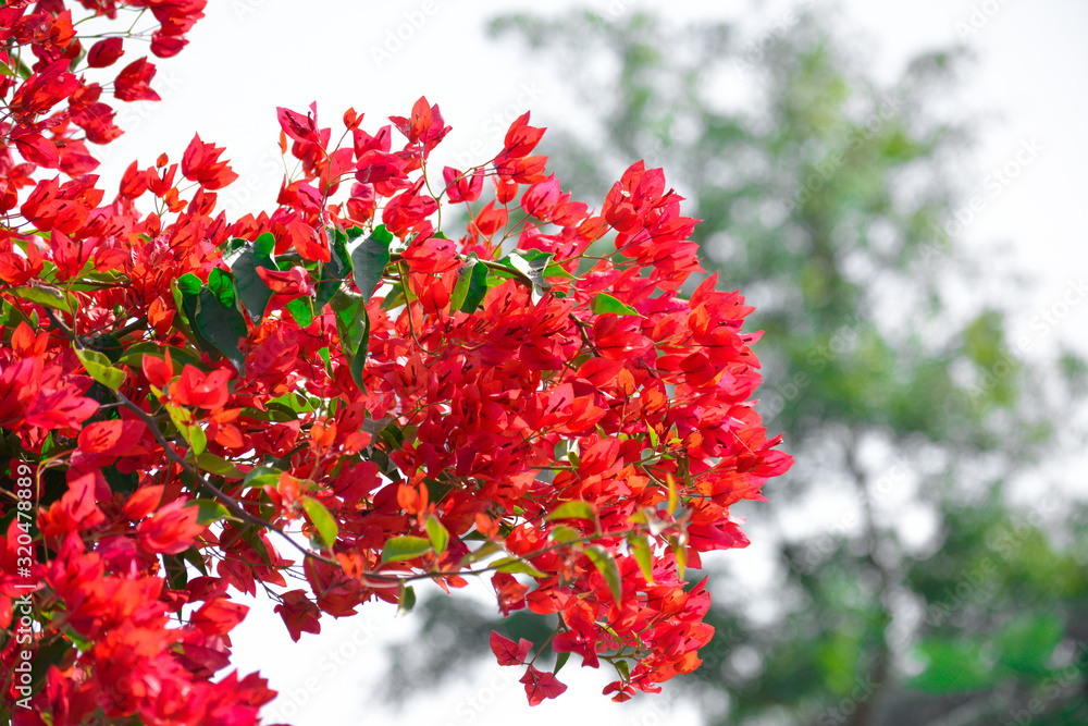 Beautiful and colorful bougainvillea flowers Beautiful and colorful bougainvillea flowers