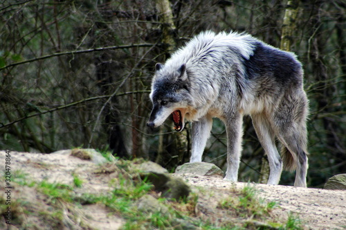 Gray wolf in the woods outdoors.