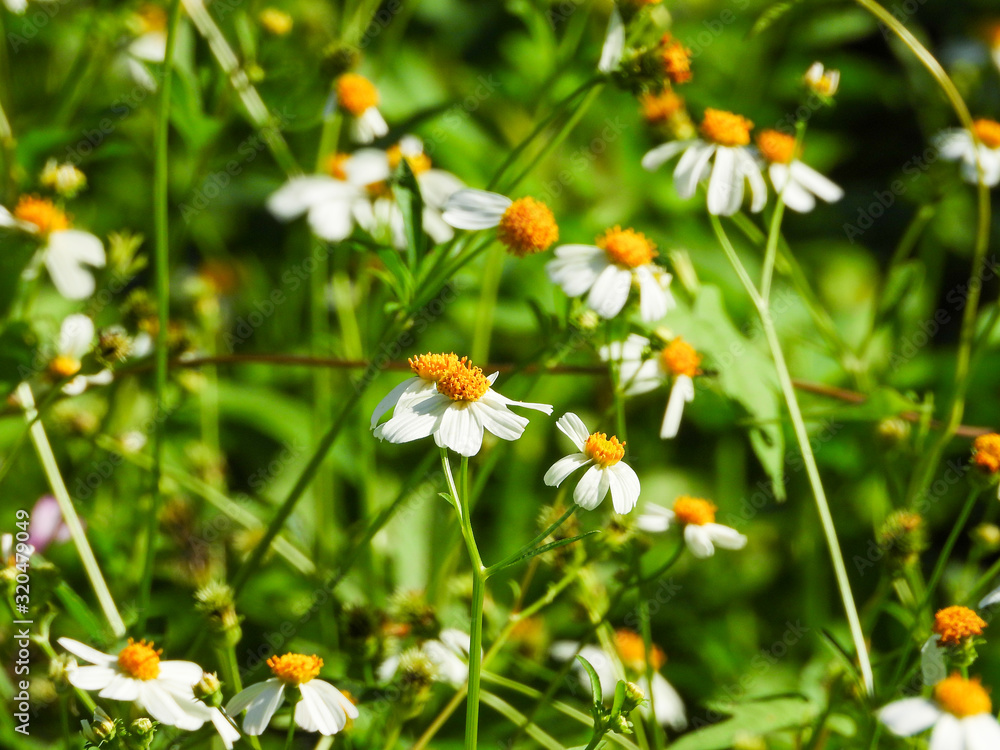 Summer wildflower with blurry background. Selective focus Summer wildflower with blurry background. Selective focus