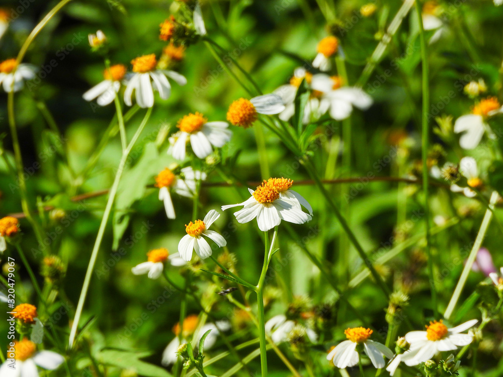 Summer wildflower with blurry background. Selective focus Summer wildflower with blurry background. Selective focus